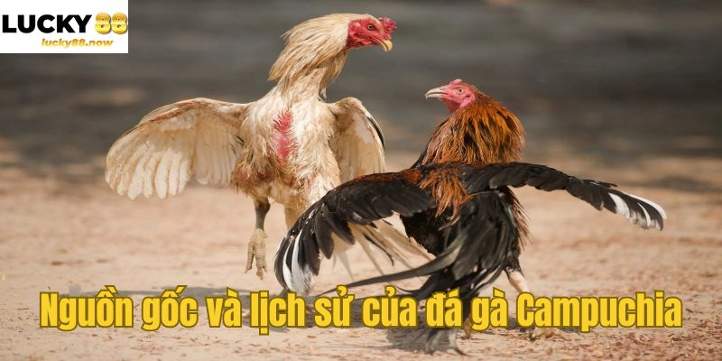 Nguồn gốc và lịch sử của đá gà Campuchia