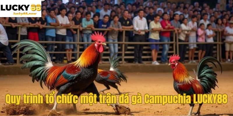 Quy trình tổ chức một trận đá gà Campuchia LUCKY88