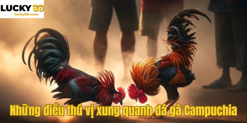 Những điều thú vị xung quanh đá gà Campuchia
