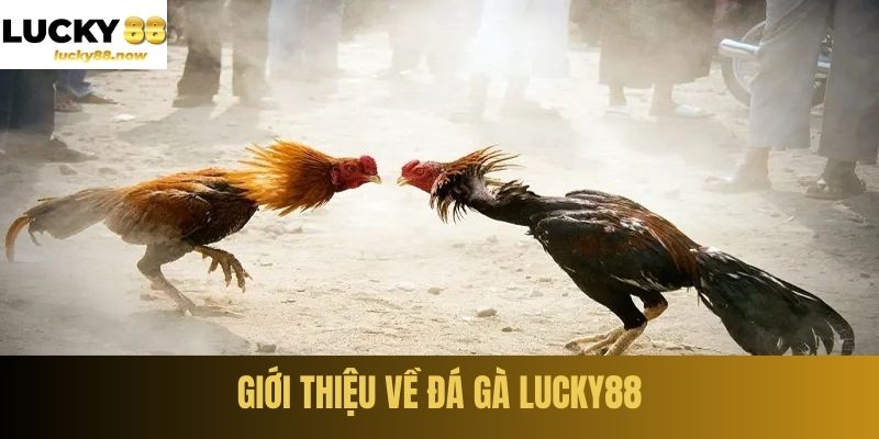 Giới thiệu về đá gà LUCKY88