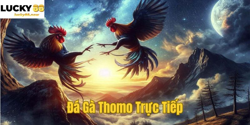 Đá Gà Thomo Trực Tiếp - Sức Hút Mãn Nhãn Từ Trường Gà