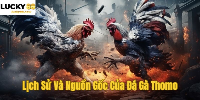 Lịch Sử Và Nguồn Gốc Của Đá Gà Thomo