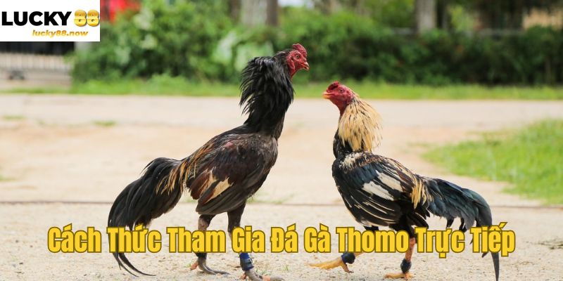 Cách Thức Tham Gia Đá Gà Thomo Trực Tiếp