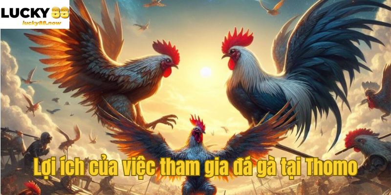 Lợi ích của việc tham gia đá gà tại Thomo