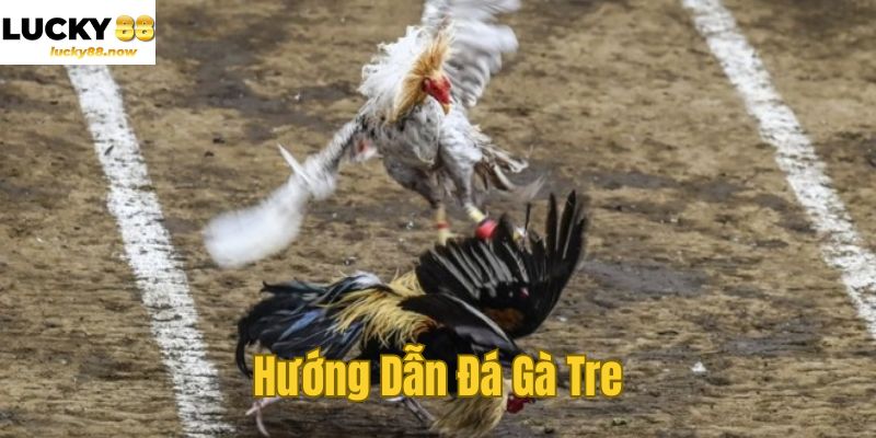 Hướng Dẫn Đá Gà Tre Chi Tiết Nhất Cho Kê Thủ LUCKY88