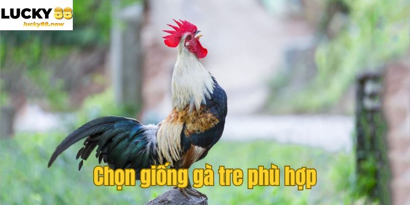 Chọn giống gà tre phù hợp