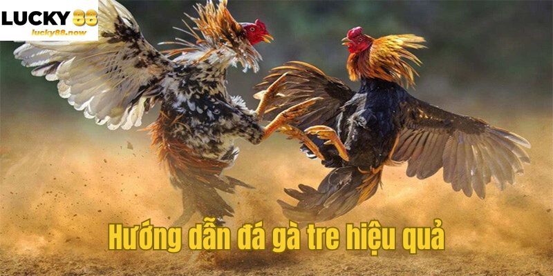 Hướng dẫn đá gà tre hiệu quả