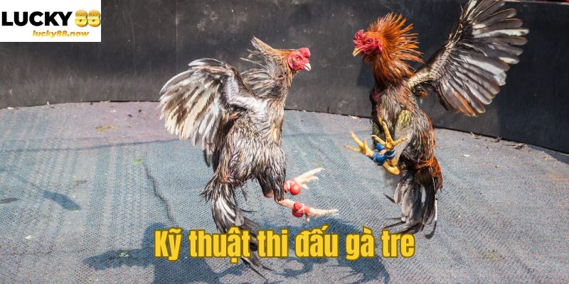 Kỹ thuật thi đấu gà tre