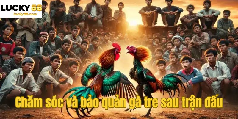 Chăm sóc và bảo quản gà tre sau trận đấu